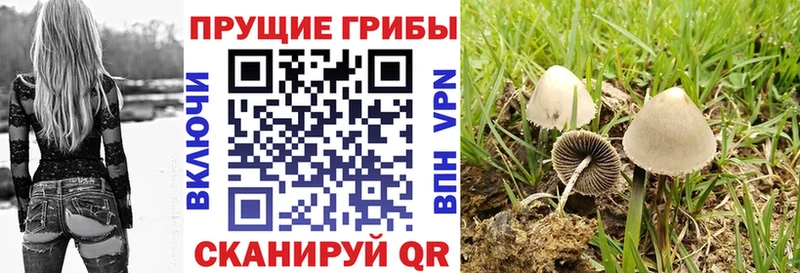 закладка  Отрадное  Галлюциногенные грибы Cubensis 